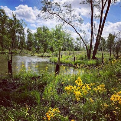  Qiqihar Wetland Park Enchanting Beauty and Biodiversity Hotspot!